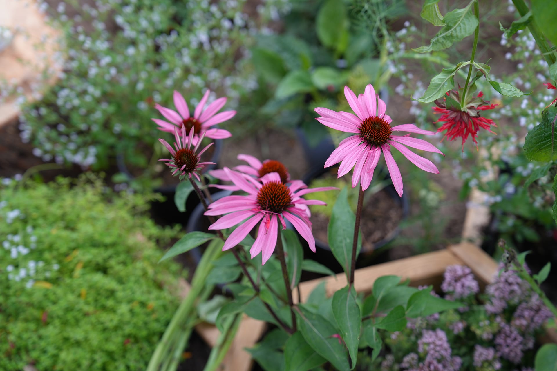 Gtech Community Garden Header Image