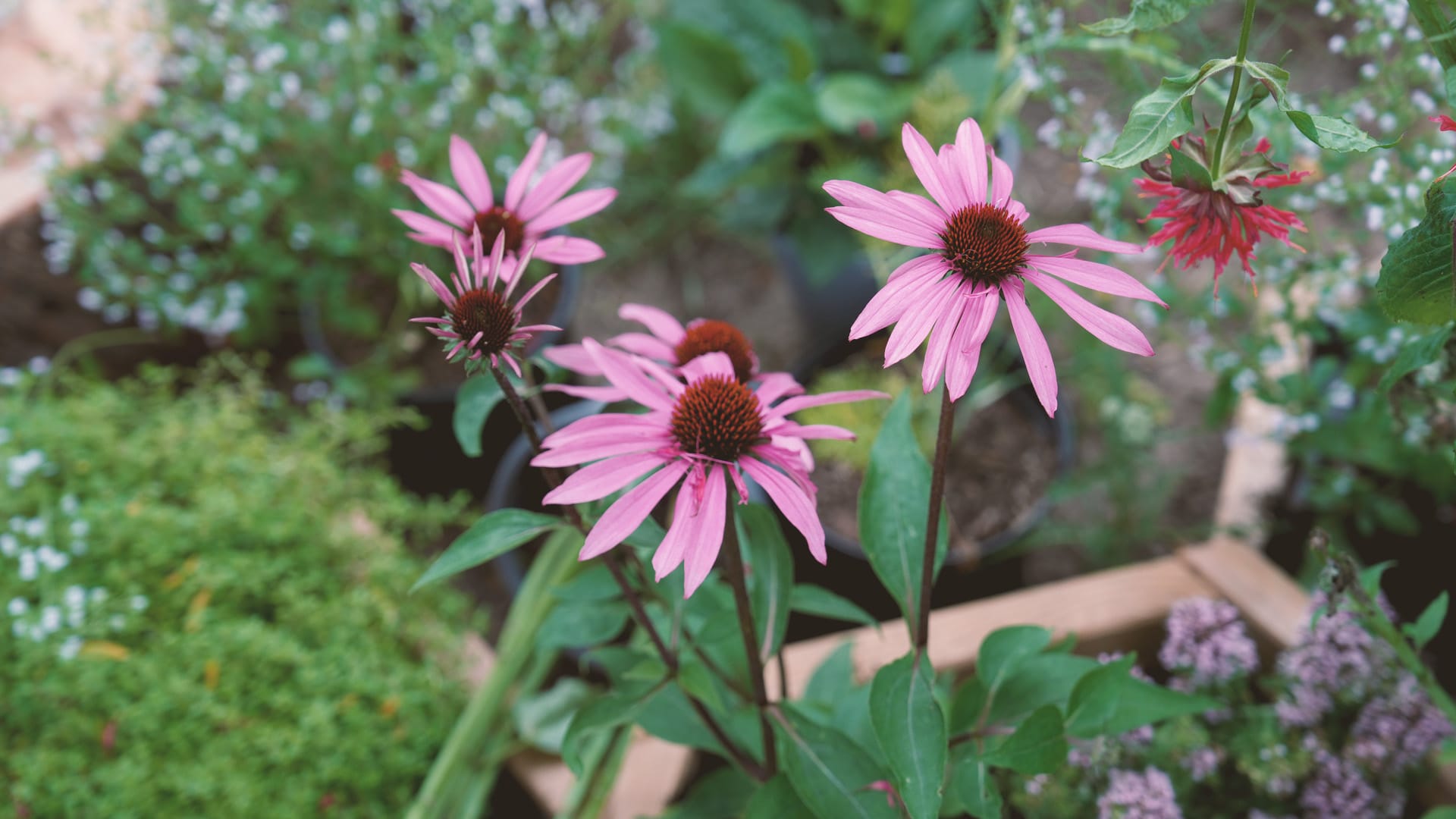 flowers_2_xabydy