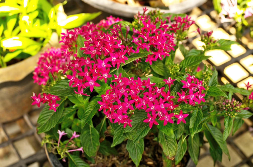 fuchsia-colored, star-shaped blooms with green foliage in a pot