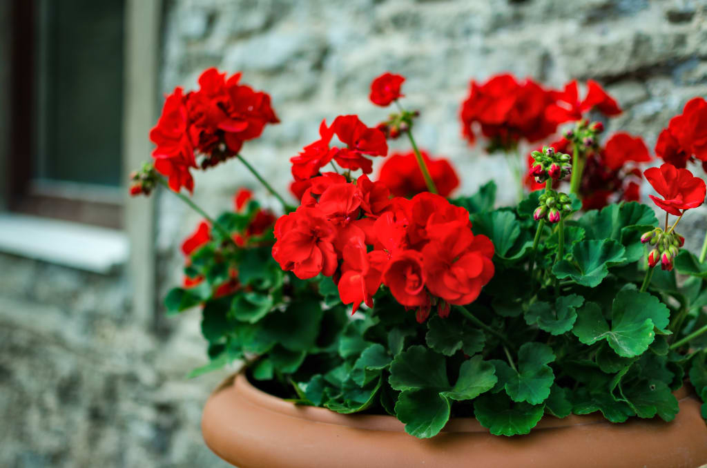 bright red geranium flowers in a terra cotta pot