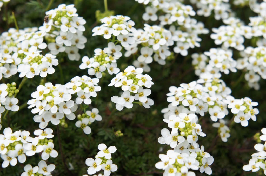 A bundle of Sweet Alyssum