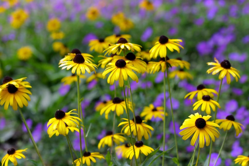 Black-eyed susans growing in the wild
