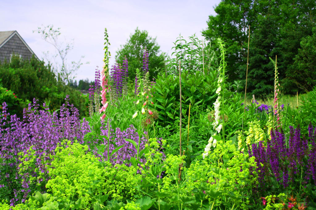 Using native plants in landscaping: Lupine in a Wildflower Garden on the Maine Coast