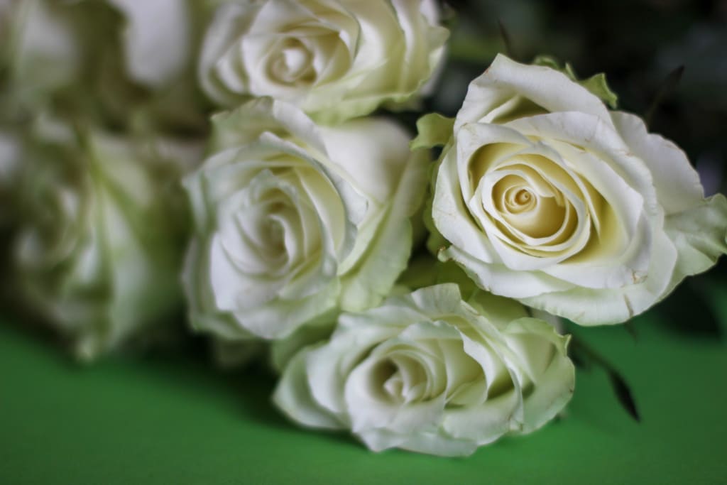 Yellow Rose