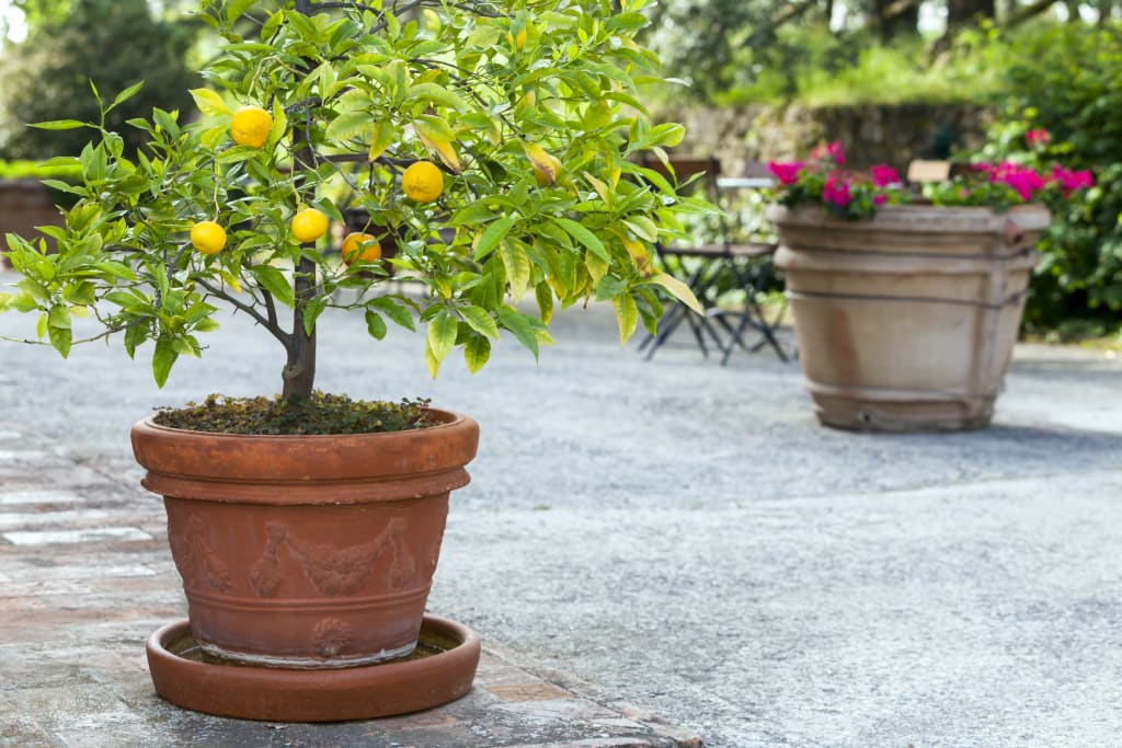 Large outdoor planter