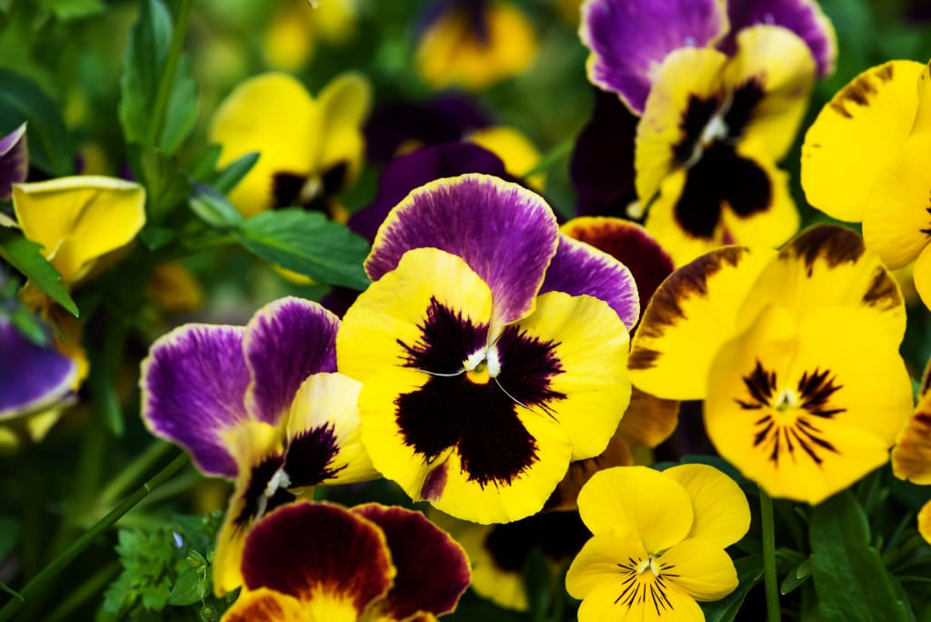 Fall Pansies