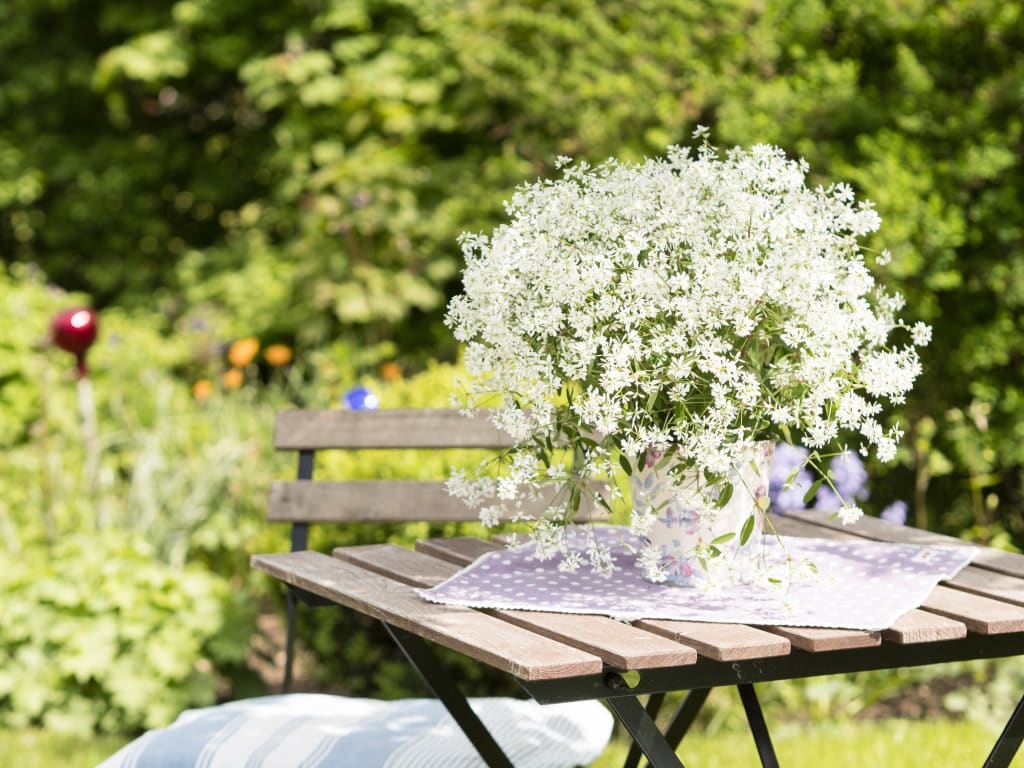 diamond frost euphorbia in a small white pot on top of a side table outside