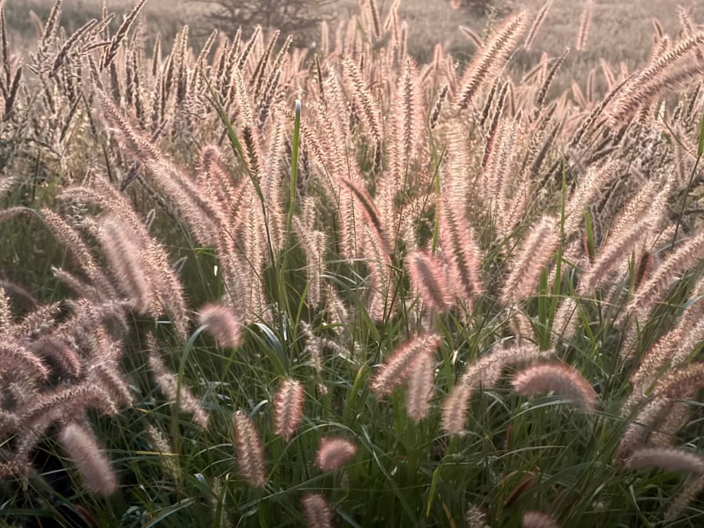 Ornamental grasses that you can use in your landscaping.