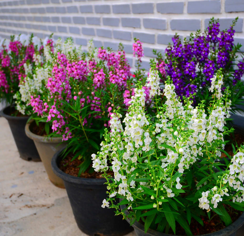 white, light purple, and dark purple angelonia summer snapdragon in various neutral pots