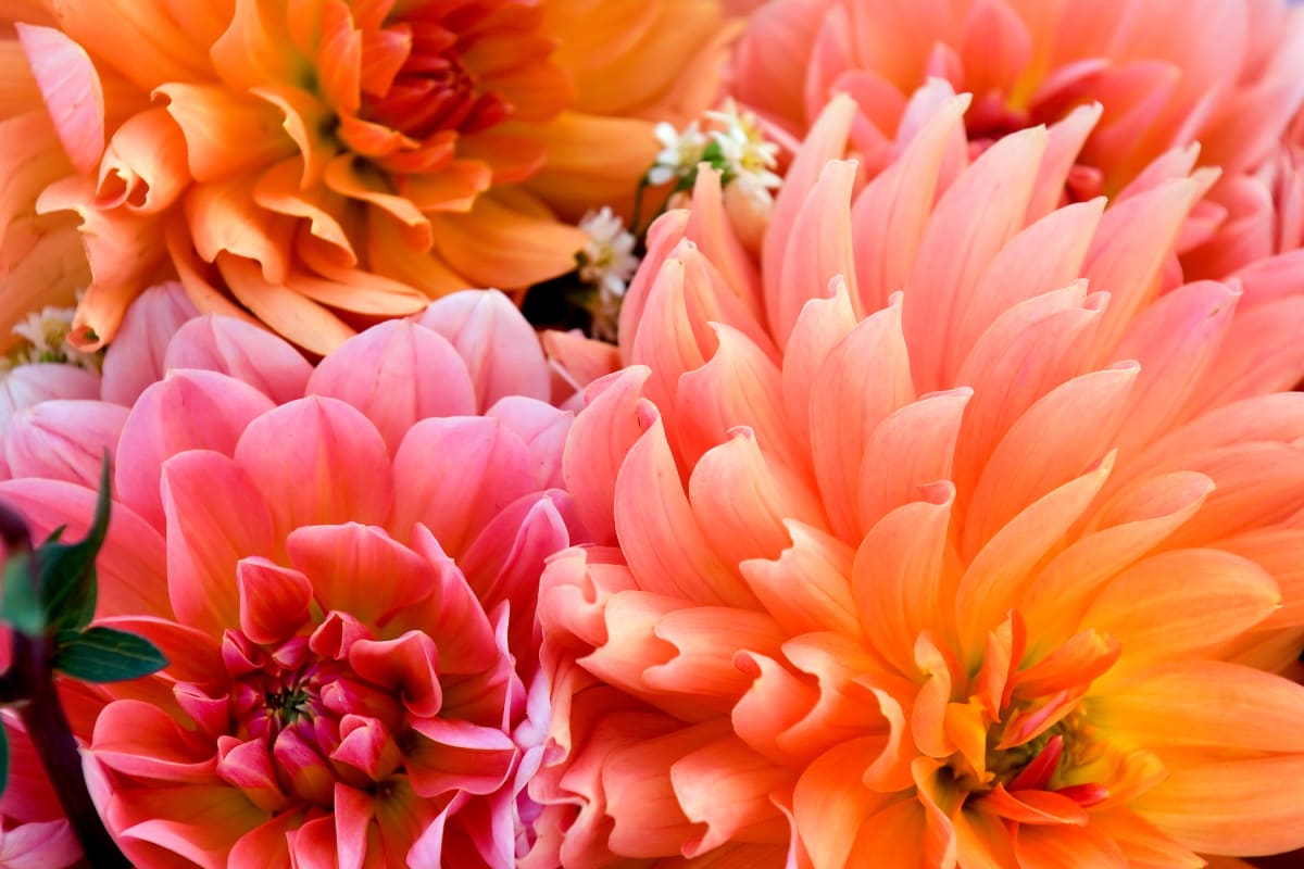 A bundle of pink dahlias