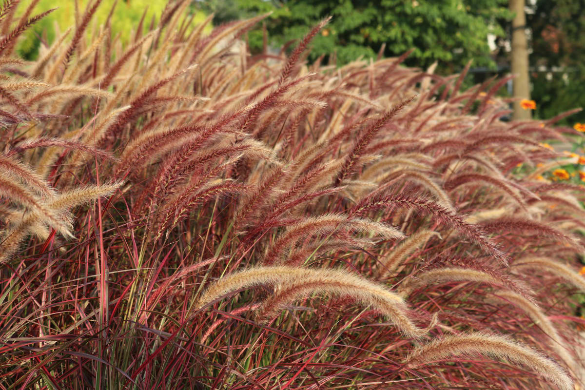 Purple fountain grass, a type of ornamental grass.