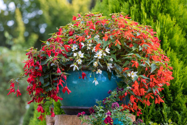 Begonias as a container plant