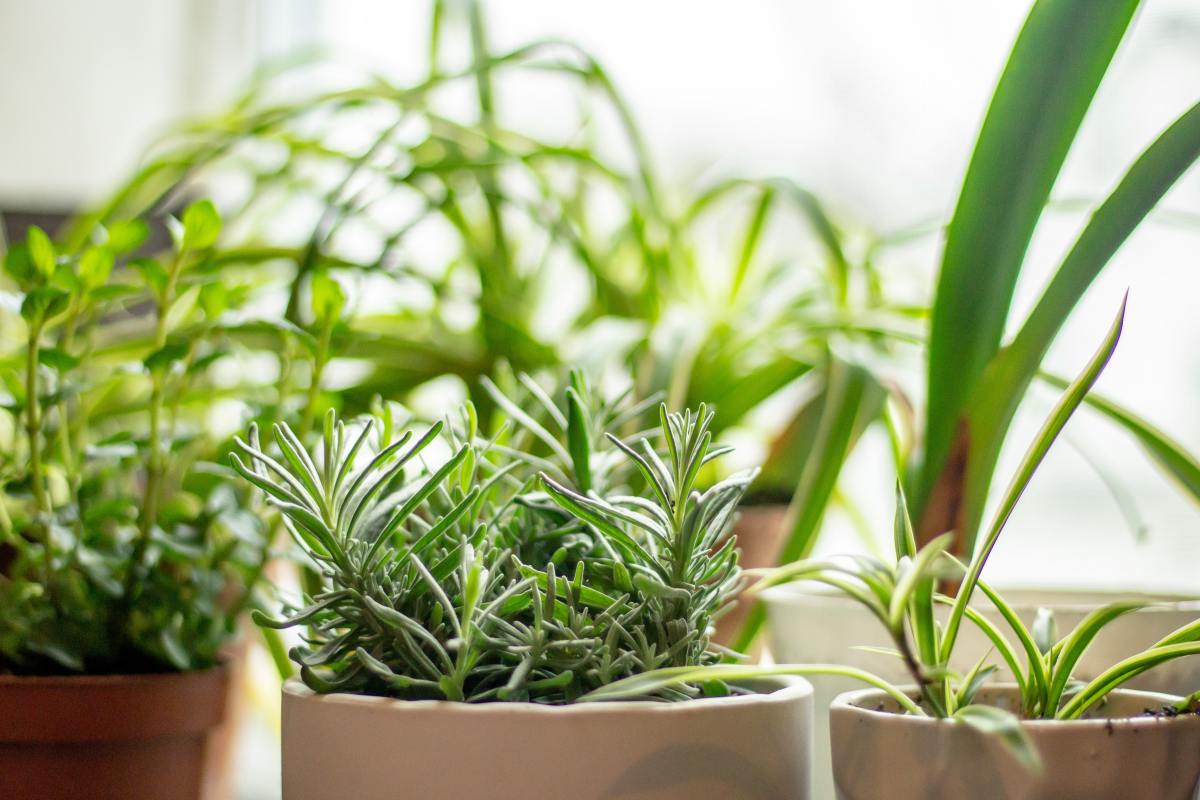 Potted plants