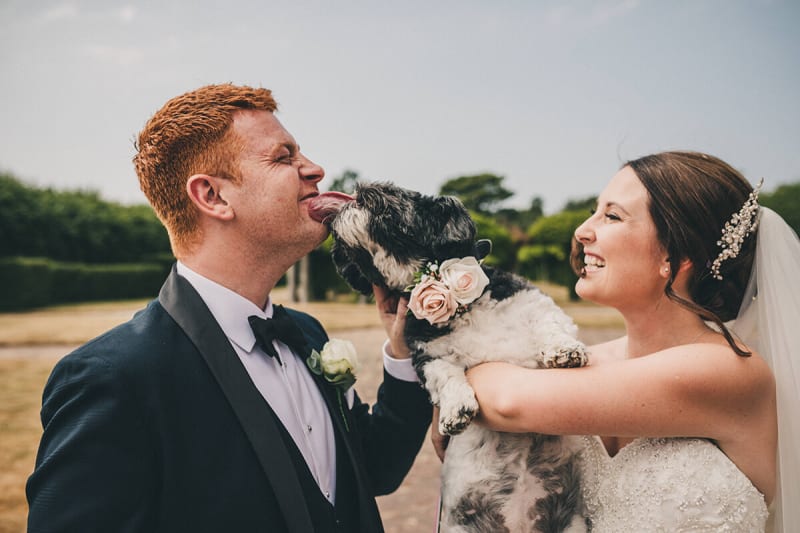dog licks groom in cute newlyweds photo