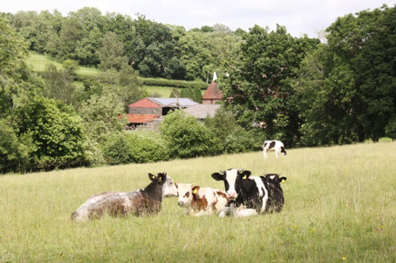 cows sitting on a hill near the oark barn venue