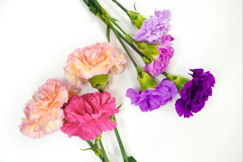 bridebook.com picture of white pink and purple carnations against a white background