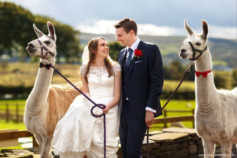 Bride and groom smile at each other while holding two llamas on leads.