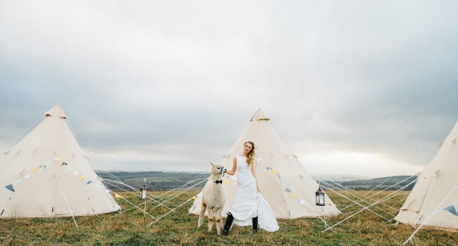 Bride poses with alpaca amidst the tipis at New Close Farm. A garden wedding venue in Sacriston.