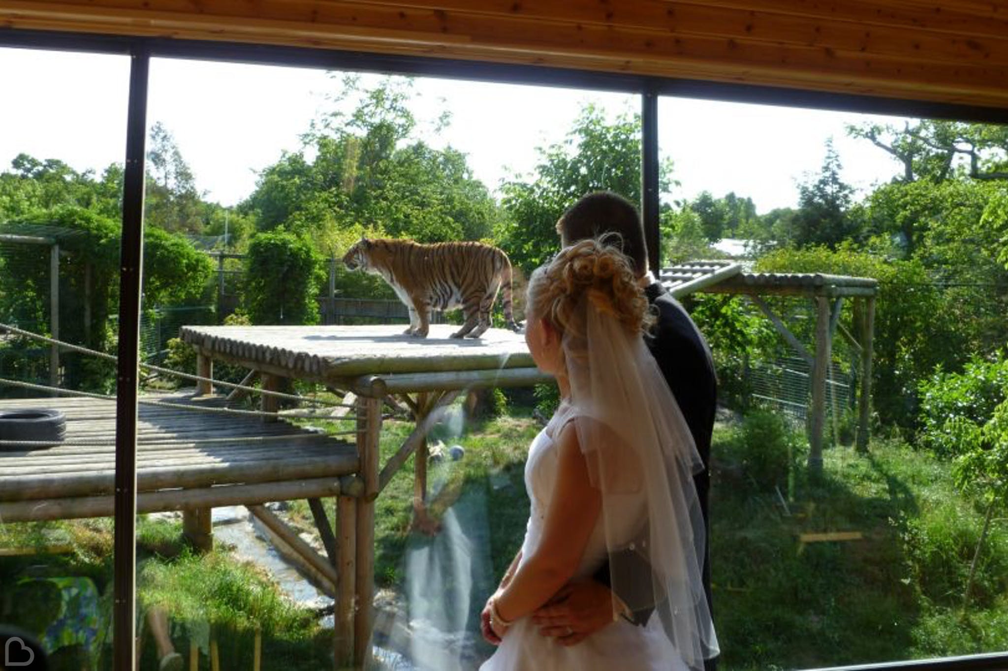 newlyweds look at tiger at paradise wildlife park