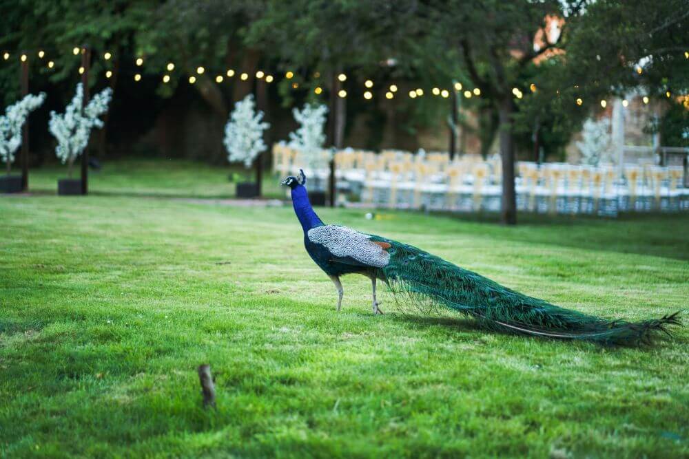 A peacock in the garden.
