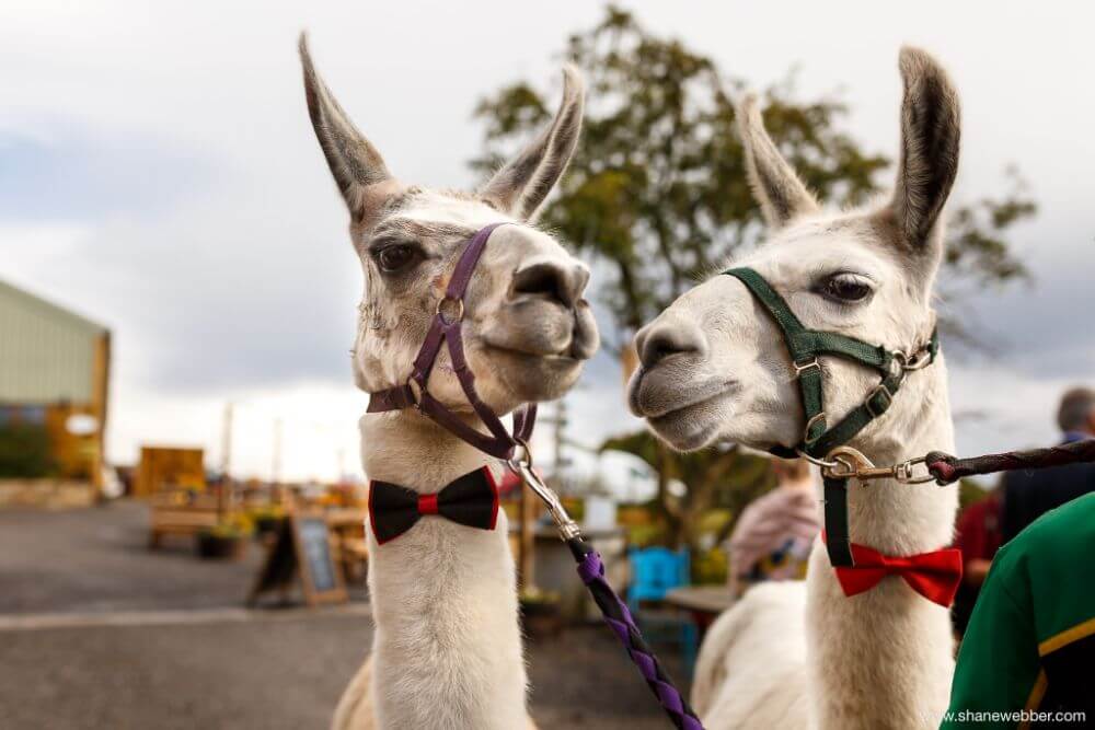 Venue Showcase: The Wellbeing Farm