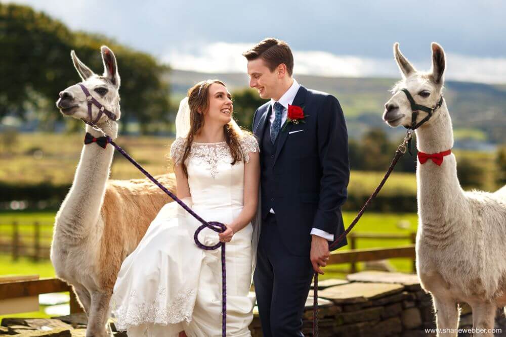 Bride and groom smile at each other while holding two llamas on leads. 