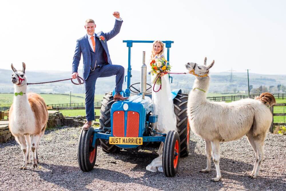 The couple inside a tractor holding two llamas on a leash.