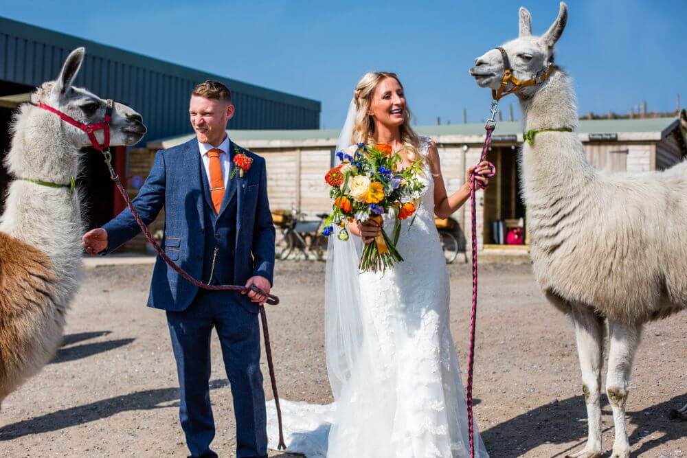 The couple hold two llamas on a leash.
