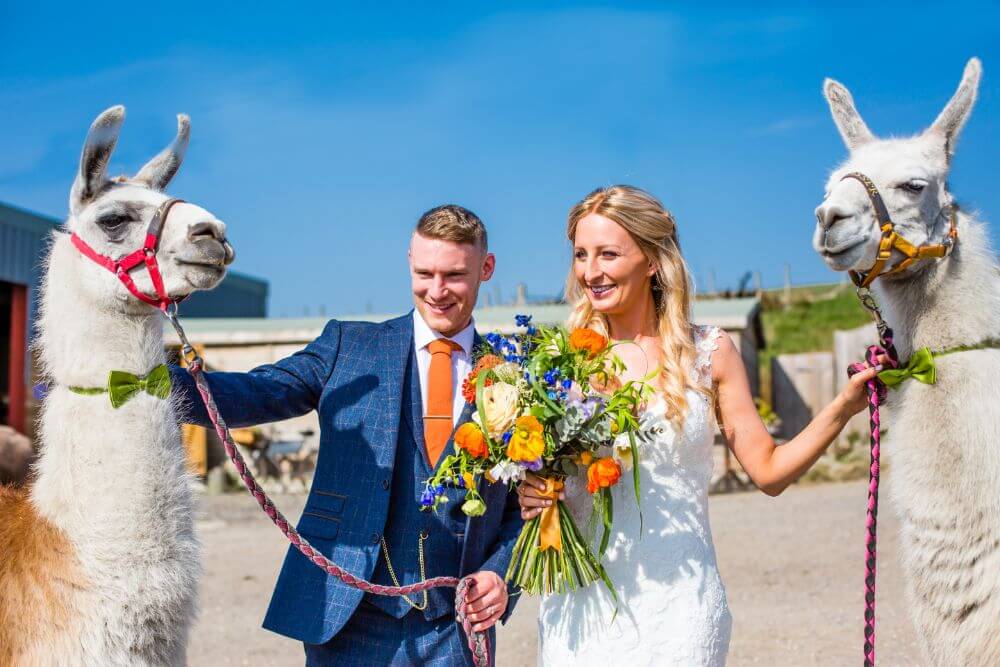 The couple stand outside with two white llamas.