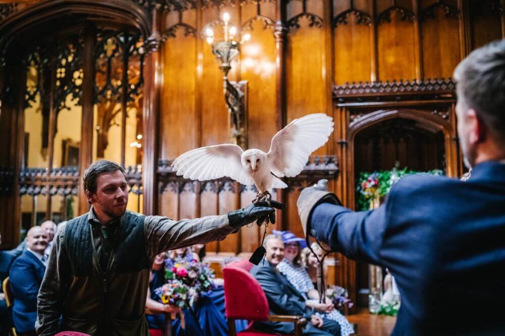 A white owl opens its wings.