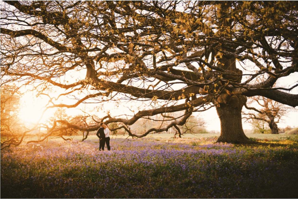 Married couple standing in lavender field next to beautiful tree at sunset