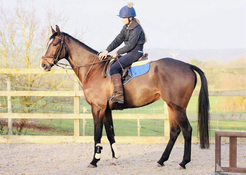 Horse For Sale British Eventing