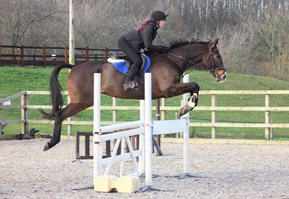 Horse For Sale British Eventing