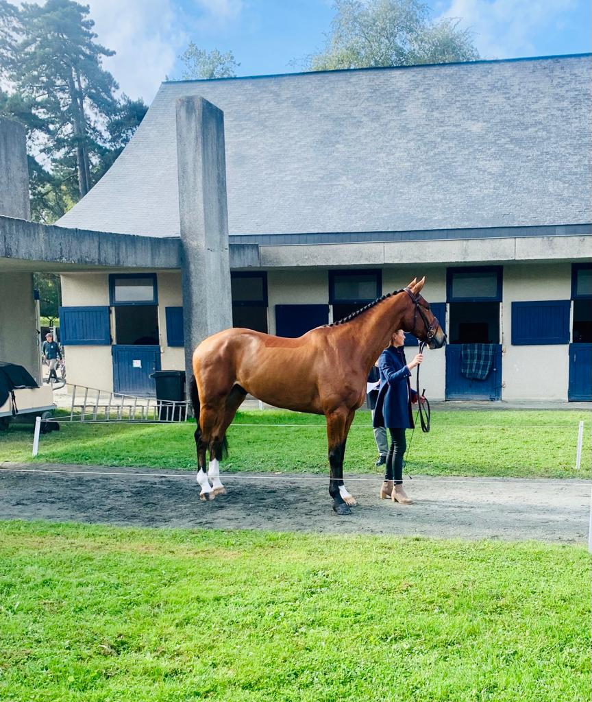 Pepper Poldark Trot Up