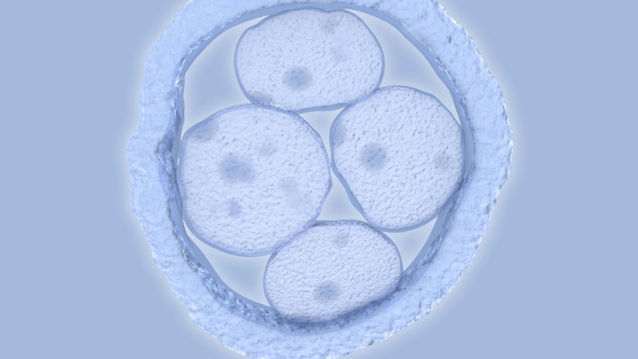 Developing drugs that affect the function of the Cnpy4 gene, which is involved in human embryo development (illustrated here), may provide potential new treatment options for diseases, including cancer. Illustration by Getty.