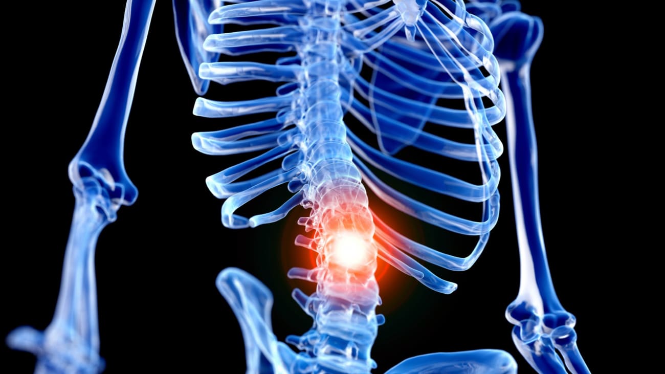 Understanding the cellular landscape and the heterogenicity of the intervertebral disc and development processes can help lead to the development of more targeted therapeutics for lower back pain. Photo by Getty.