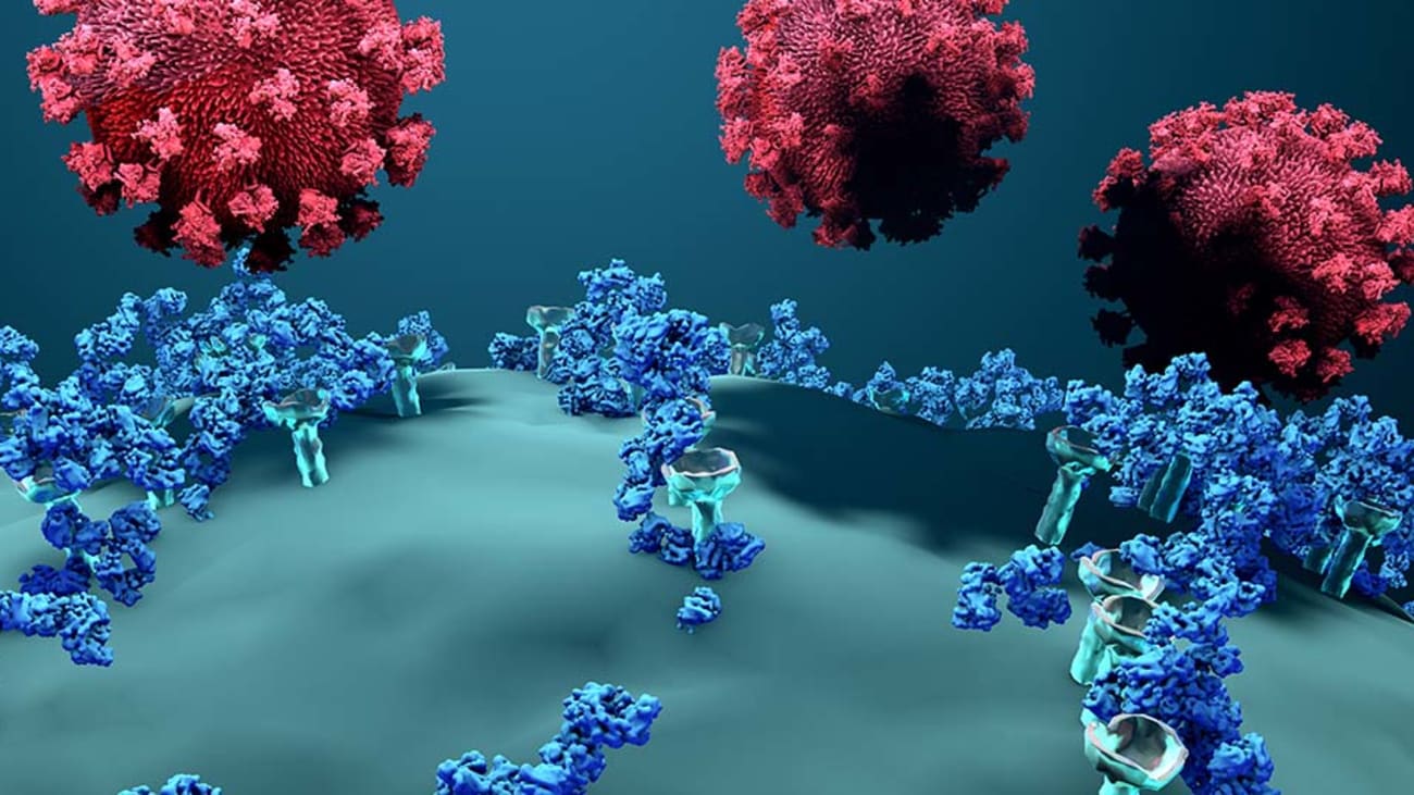 coronavirus spike protein