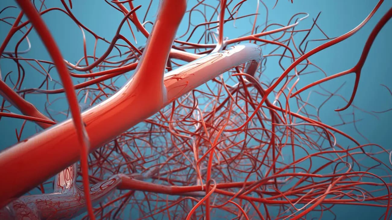 rendering of teh vascular system