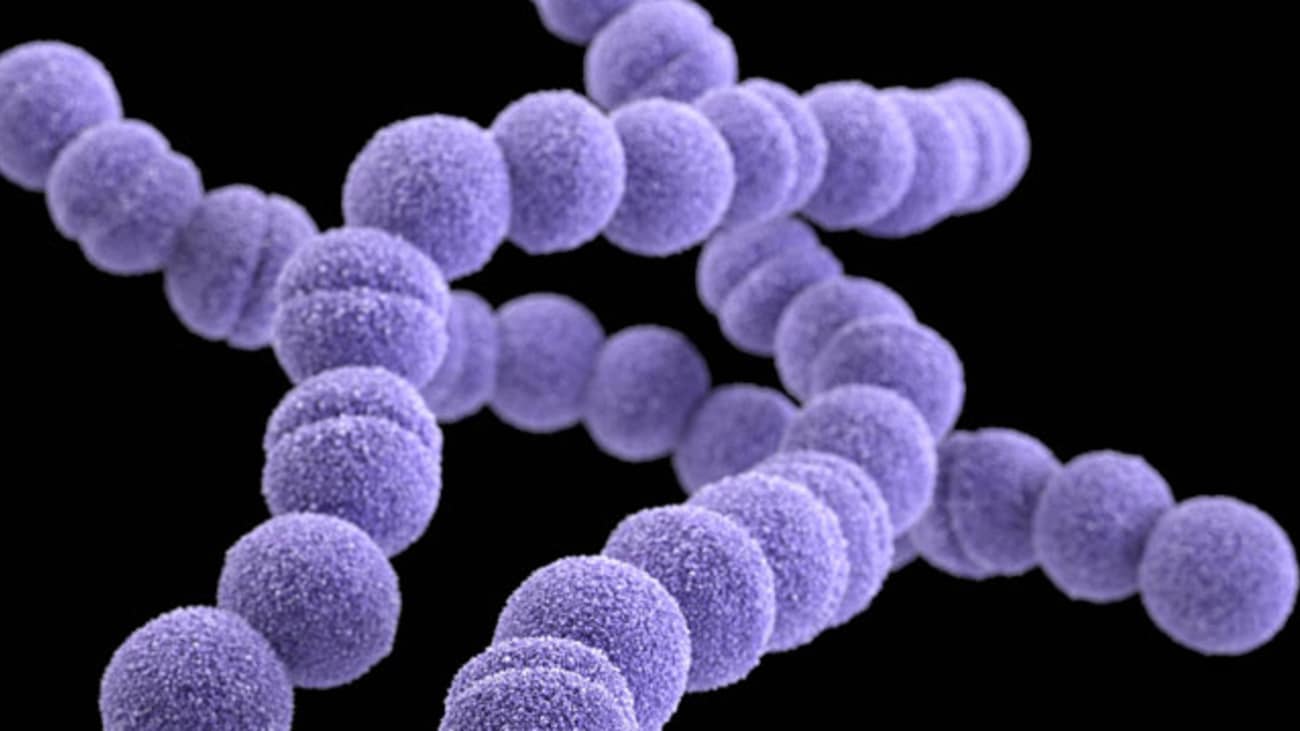 A three-dimensional, computer-generated image of a group of erythromycin-resistant group A Streptococcus, arranged in chains.