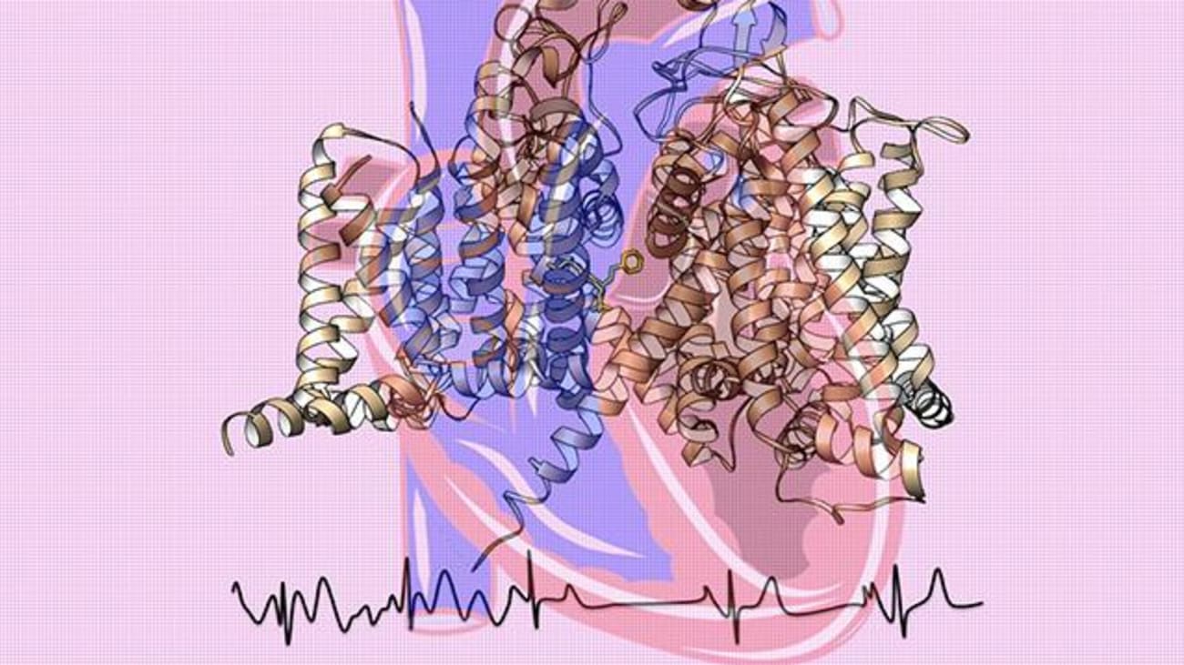 Cardiac sodium channel structure cartoon with binding of the antiarrhythmic drug flecainide shown as yellow sticks. The channel drawing is superimposed over a heart image. The electrocardiogram’s chaotic atrial fibrillation signals shift to normal.