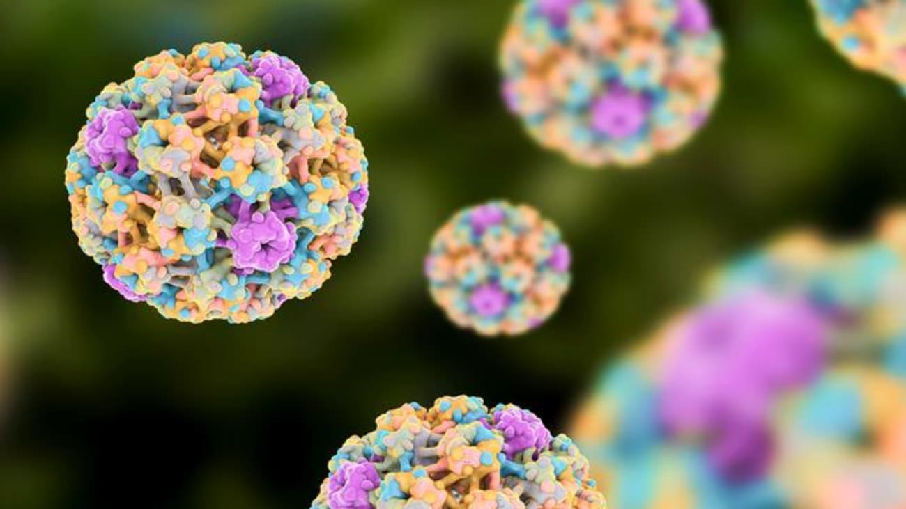 To determine the prevalence of HPV among different sexes, races and tumor sites, otolaryngologist Carole Fakhry and colleagues performed a retrospective cohort study at two different academic centers treating large numbers of head and neck cancers. Above depicts a 3-D model of human papilloma virus.