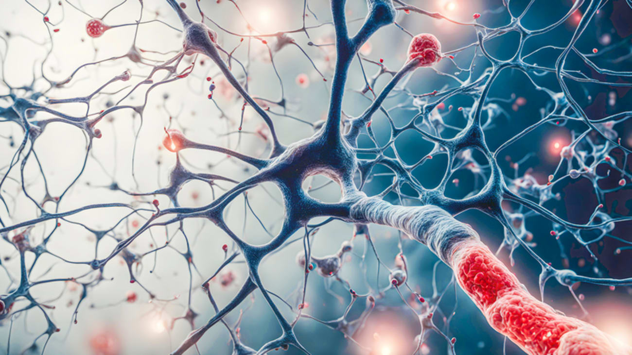 neurons