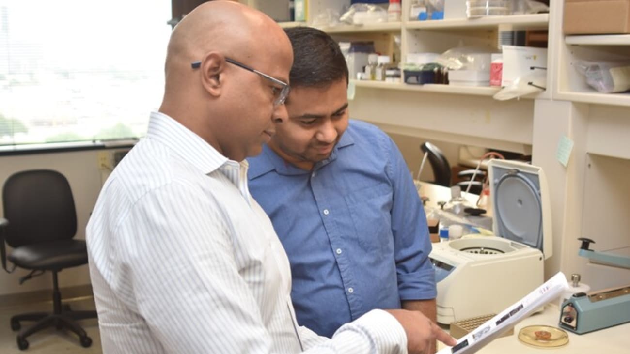 Study leader Srinivas Malladi, Ph.D., (left) worked with postdoctoral researcher Pravat Kumar Parida, Ph.D., to investigate the changing shape of mitochondria in breast cancer cells that migrate to the brain.