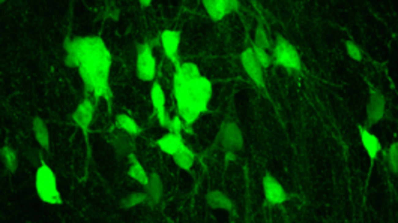 New spinal neurons converted from glia.