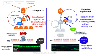 VOY-101 Targets GA Through Complement Regulation Biology