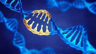 Usher 1B Gene Therapy Shows Functional Improvements