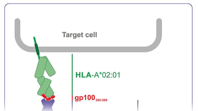 Therapeutic Advances in Metastatic Melanoma: TILs, ImmTACs, and Targeted Therapies