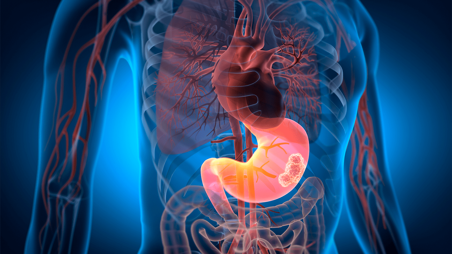 Illustration highlighting the stomach in the human body.