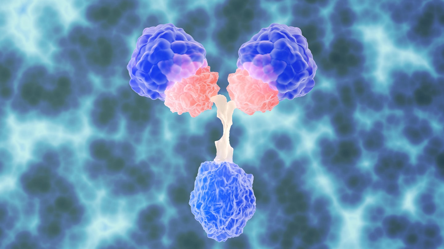 Illustration of a bispecific antibody connecting two cells.