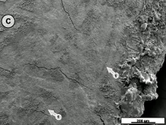Figure 3C